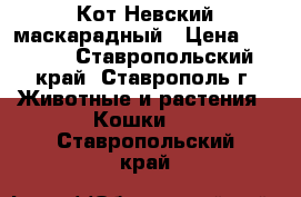 Кот Невский маскарадный › Цена ­ 7 000 - Ставропольский край, Ставрополь г. Животные и растения » Кошки   . Ставропольский край